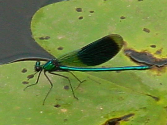 Gebänderte Prachtlibelle, Calopteryx splendens, Weibchen