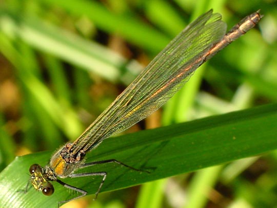 Gebänderte Prachtlibelle, Calopteryx splendens, Weibchen