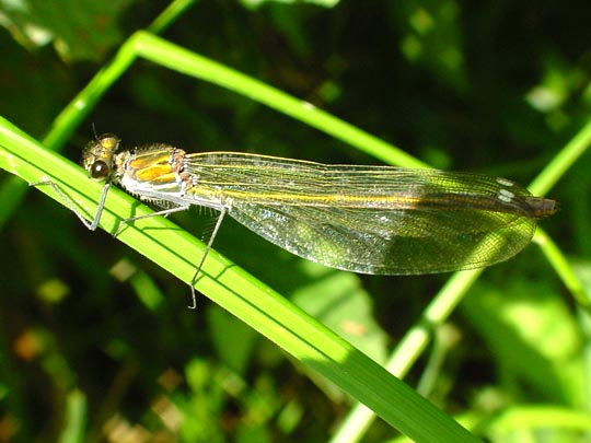 Gebänderte Prachtlibelle, Calopteryx splendens, Weibchen