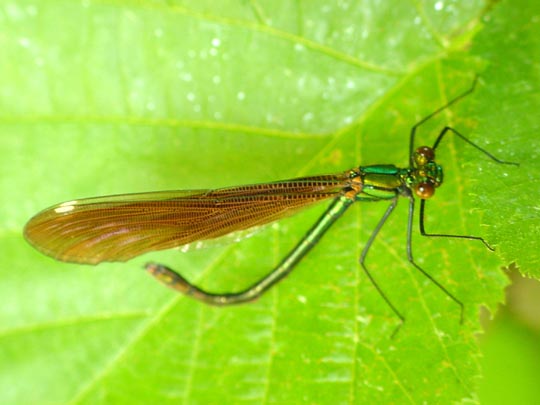 Prachtlibelle, Calopterygidae