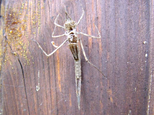 Gebänderte Prachtlibelle, Calopteryx splendens, exuvie