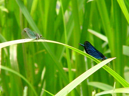 Prachtlibelle, Calopterygidae