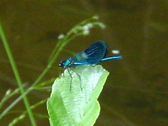 Gebänderte Prachtlibelle, Calopteryx splendens, männchen