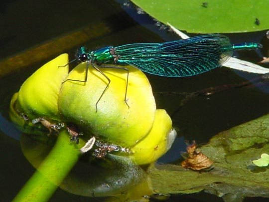 Gebänderte Prachtlibelle, Calopteryx splendens