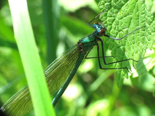 Gebänderte Prachtlibelle, Calopteryx splendens, Weibchen