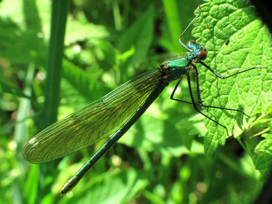 Gebänderte Prachtlibelle, Calopteryx splendens, Weibchen