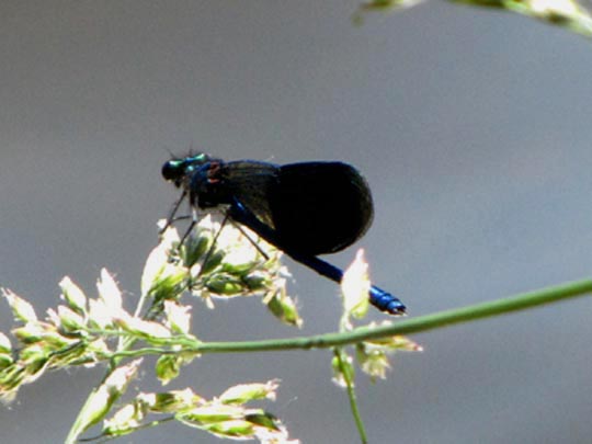 Gebänderte Prachtlibelle, Calopteryx splendens