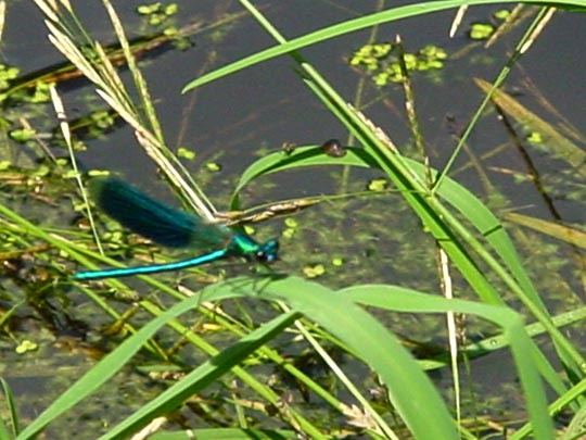 Gebänderte Prachtlibelle, Calopteryx splendens, Männchen