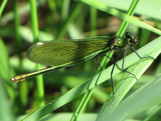 Calopteryx