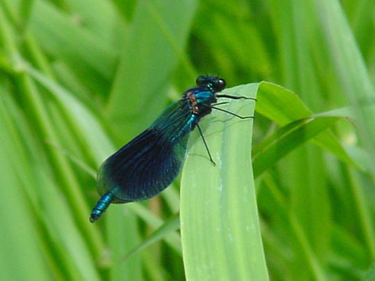 Gebänderte Prachtlibelle, Calopteryx splendens, Männchen