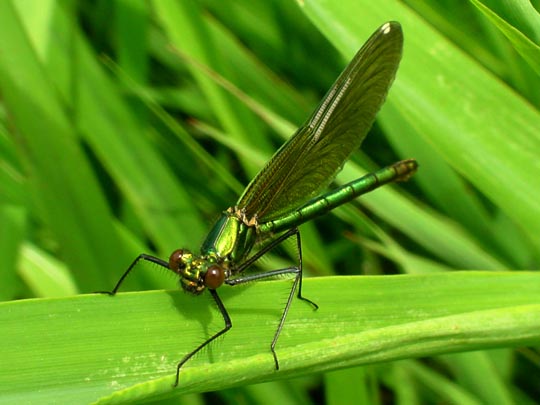 Gebänderte Prachtlibelle, Calopteryx splendens, Weibchen