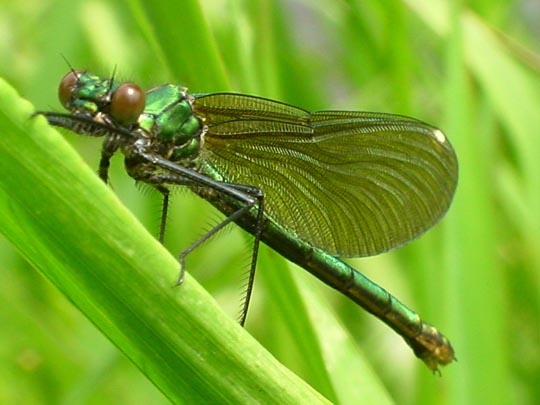 Gebänderte Prachtlibelle, Calopteryx splendens, Weibchen