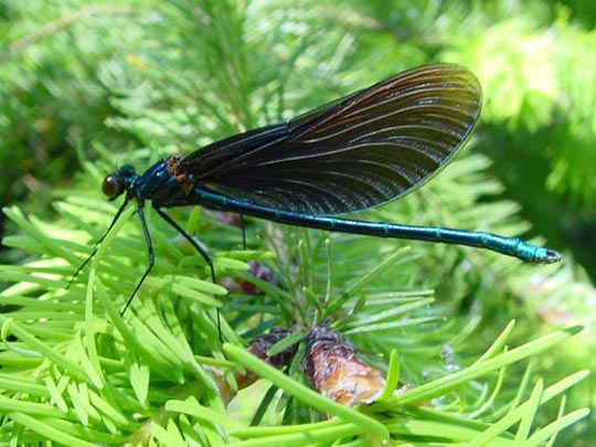 Blauflügel Prachtlibelle, Calopteryx virgo