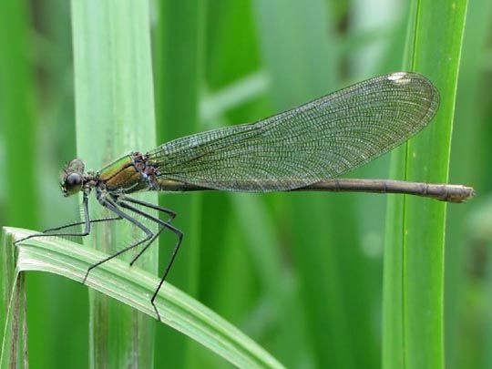 Calopteryx