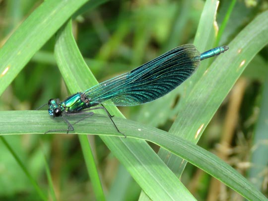 Gebänderte Prachtlibelle, Calopteryx splendens