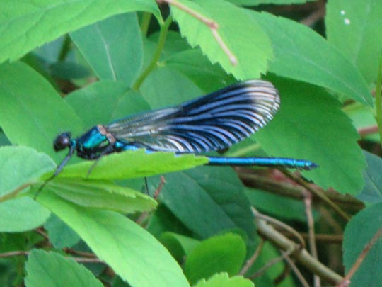 Gebänderte Prachtlibelle, Calopteryx splendens