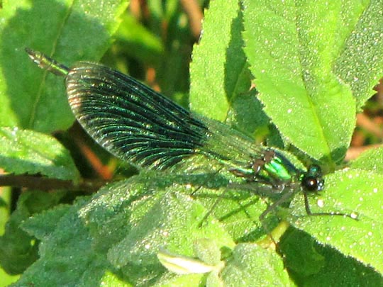 Gebänderte Prachtlibelle, Calopteryx splendens