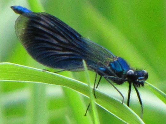 Gebänderte Prachtlibelle, Calopteryx splendens