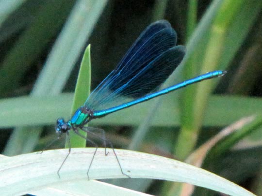 Gebänderte Prachtlibelle, Calopteryx splendens