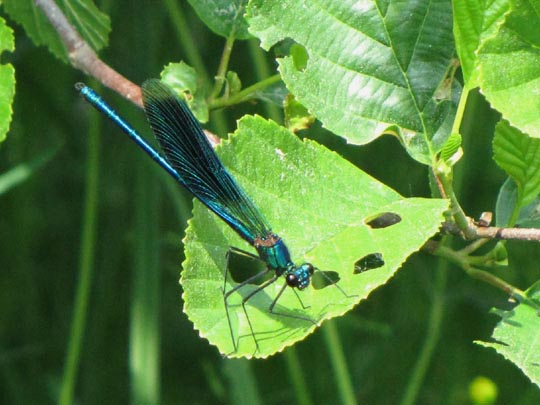 Gebänderte Prachtlibelle, Calopteryx splendens