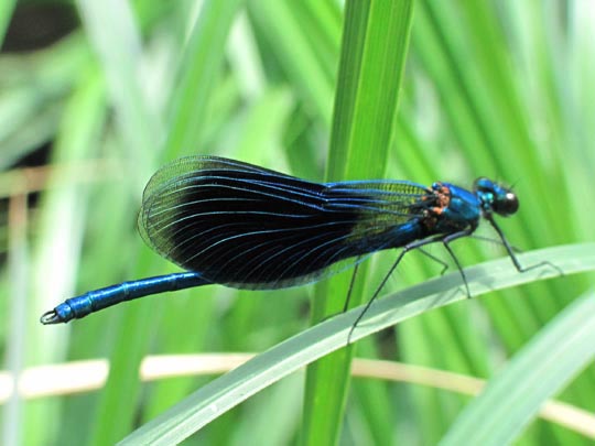 Gebänderte Prachtlibelle, Calopteryx splendens