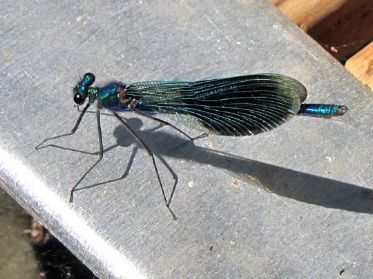 Gebänderte Prachtlibelle, Calopteryx splendens