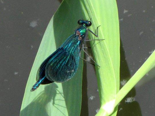 Gebänderte Prachtlibelle, Calopteryx splendens