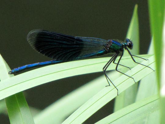 Gebänderte Prachtlibelle, Calopteryx splendens