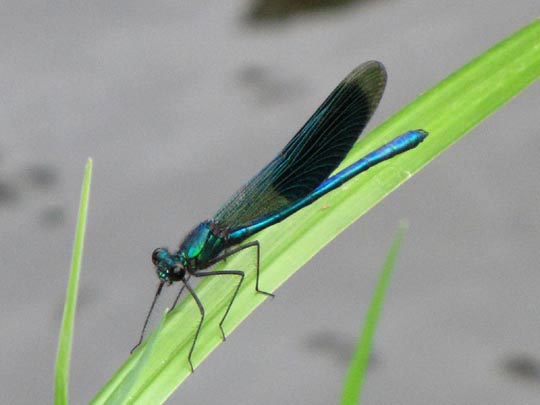 Gebänderte Prachtlibelle, Calopteryx splendens