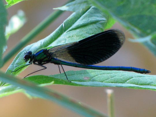 Gebänderte Prachtlibelle, Calopteryx splendens