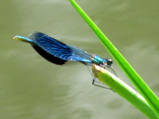 Gebänderte Prachtlibelle, Calopteryx splendens