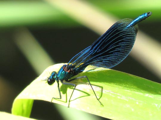 Gebänderte Prachtlibelle, Calopteryx splendens