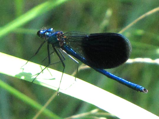 Gebänderte Prachtlibelle, Calopteryx splendens