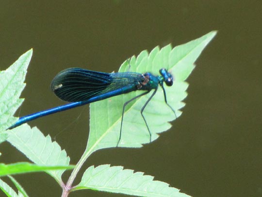 Gebänderte Prachtlibelle, Calopteryx splendens