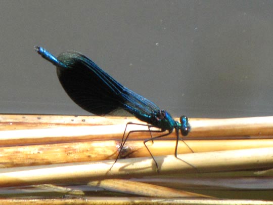 Gebänderte Prachtlibelle, Calopteryx splendens