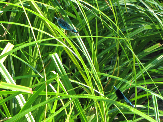 Gebänderte Prachtlibelle, Calopteryx splendens