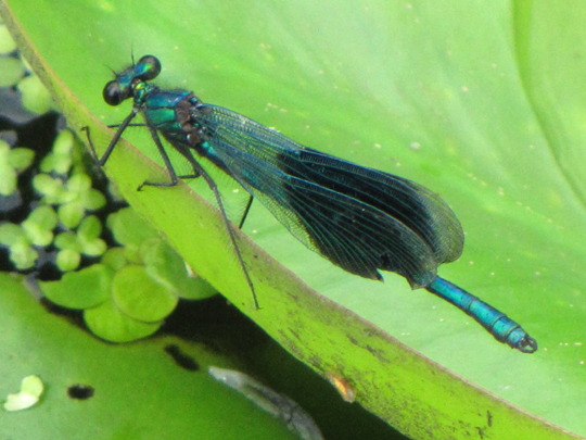 Gebänderte Prachtlibelle, Calopteryx splendens