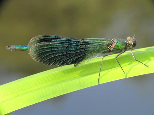 Gebänderte Prachtlibelle, Calopteryx splendens