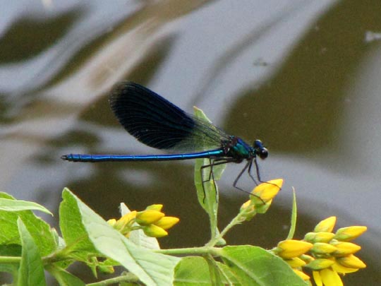 Gebänderte Prachtlibelle, Calopteryx splendens