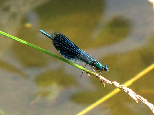 Gebänderte Prachtlibelle, Calopteryx splendens