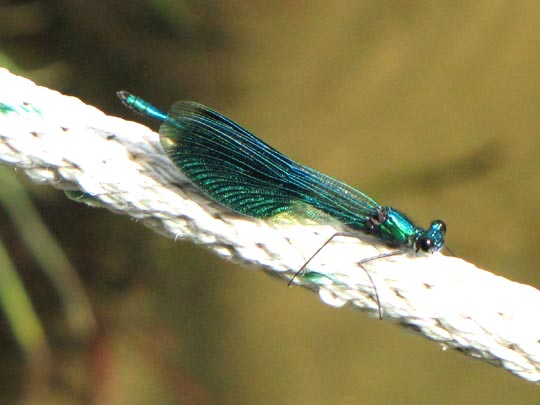 Gebänderte Prachtlibelle, Calopteryx splendens