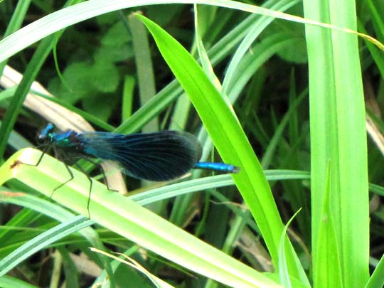 Gebänderte Prachtlibelle, Calopteryx splendens