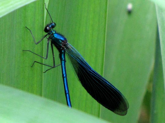 Gebänderte Prachtlibelle, Calopteryx splendens