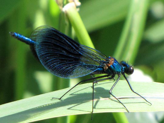 Gebänderte Prachtlibelle, Calopteryx splendens