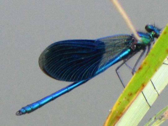 Gebänderte Prachtlibelle, Calopteryx splendens