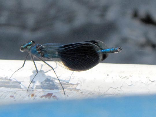 Gebänderte Prachtlibelle, Calopteryx splendens