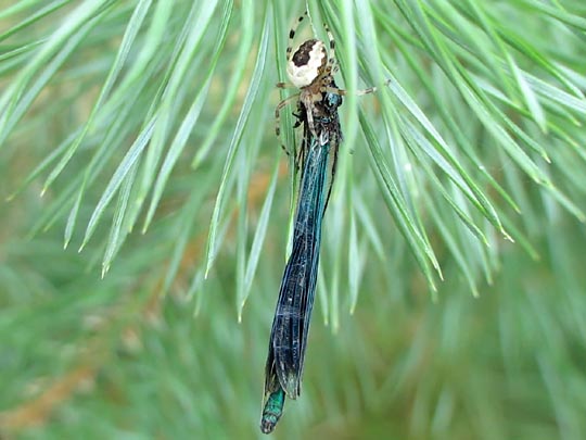 Gebänderte Prachtlibelle, Calopteryx splendens