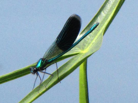 Gebänderte Prachtlibelle, Calopteryx splendens