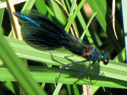 Gebänderte Prachtlibelle, Calopteryx splendens