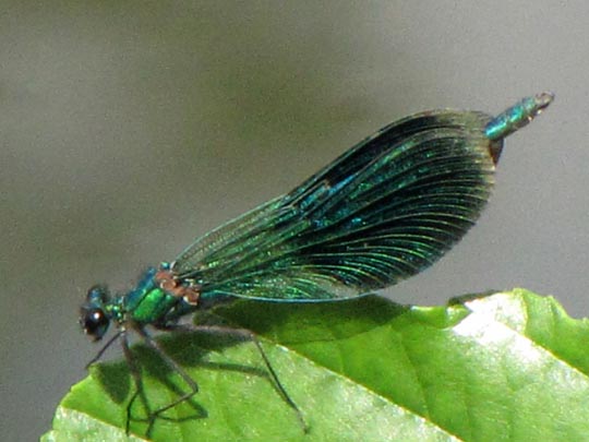 Gebänderte Prachtlibelle, Calopteryx splendens